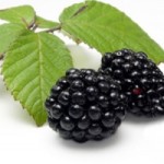 BlackberriesBranchFotoli